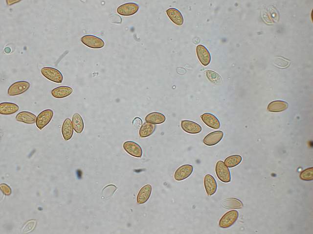 Galerina spec. Cod.: 0947-07